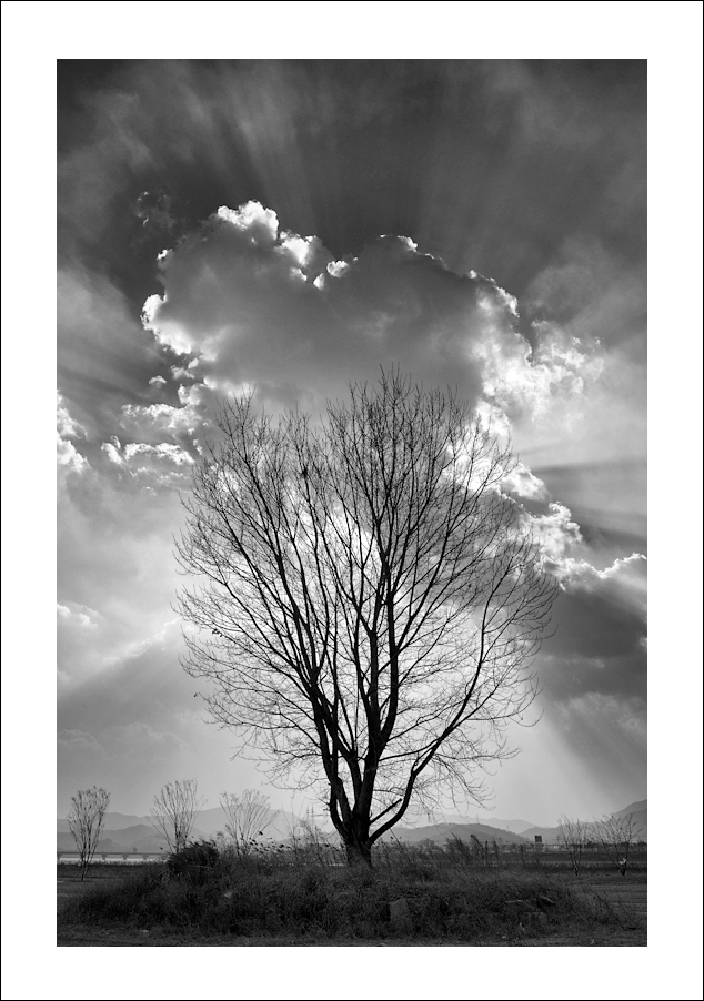 구름과나무2.jpg